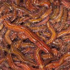 No Brand Appâts Vivants De Pêche En Mer - Vers Demi Dure (Escabène) 40gr