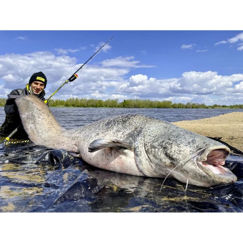 Canne Silure Black Cat Perfect Passion XH-S (462g - 3m00 - Max 350g - 2 - 150cm) 4 Canne Silure Black Cat Perfect Passion XH-S (462g - 3m00 - Max 350g - 2 - 150cm) – Image 4