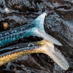 COMBO Leurres Souples Shad Lançon EELO 150 25g AYU/BLEU 16 COMBO Leurres Souples Shad Lançon EELO 150 25g AYU/BLEU -Pêche Boutique combo leurres souples shad lancon eelo 150 25g ayubleu 6