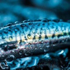 Poisson Nageur SAXTON 75S MAQUEREAU VERT Pêche Au Leurre En Mer 11 Poisson Nageur SAXTON 75S MAQUEREAU VERT Pêche Au Leurre En Mer -Pêche Boutique poisson nageur saxton 75s maquereau vert peche au leurre en mer 4