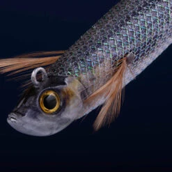 Turlutte Ultra Coulante TYP RUN EBIFISH 3.0/120 Naturel Mullet Pêche Calamar 12 Turlutte Ultra Coulante TYP RUN EBIFISH 3.0/120 Naturel Mullet Pêche Calamar -Pêche Boutique turlutte ultra coulante typ run ebifish 30120 naturel mullet peche calamar 2